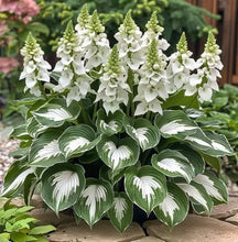 Load image into Gallery viewer, š„š¤Flame Black Red Rare Hosta Flower Seeds + 100 grams Organic Pot mix Free š