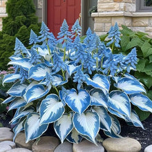 Load image into Gallery viewer, š„š¤Flame Black Red Rare Hosta Flower Seeds + 100 grams Organic Pot mix Free š