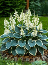 Load image into Gallery viewer, š„š¤Flame Black Red Rare Hosta Flower Seeds + 100 grams Organic Pot mix Free š