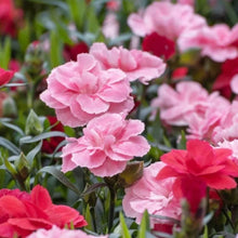 Load image into Gallery viewer, šø Blossom Burst Multiflora Seeds ā 50% OFF! šŗ