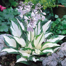 Load image into Gallery viewer, š„š¤Flame Black Red Rare Hosta Flower Seeds + 100 grams Organic Pot mix Free š