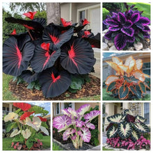 Load image into Gallery viewer, š„š¤Flame Black Red Rare Hosta Flower Seeds + 100 grams Organic Pot mix Free š