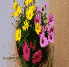 Load image into Gallery viewer, šø Blossom Burst Multiflora Seeds ā 50% OFF! šŗ