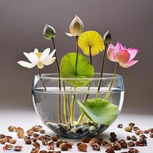 Load image into Gallery viewer, š„ Bonsai Lotus Flower Seeds BUY 1 GET 1 FREE (40+40 Seeds) š„+š„FREE GIFT INSIDE WITH EVERY PURCHASEš„