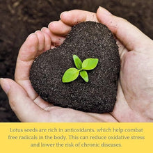 Load image into Gallery viewer, š„ Bonsai Lotus Flower Seeds BUY 1 GET 1 FREE (40+40 Seeds) š„+š„FREE GIFT INSIDE WITH EVERY PURCHASEš„