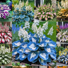 Load image into Gallery viewer, š„š¤Flame Black Red Rare Hosta Flower Seeds + 100 grams Organic Pot mix Free š