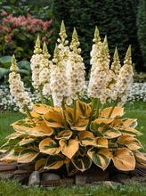 Load image into Gallery viewer, š„š¤Flame Black Red Rare Hosta Flower Seeds + 100 grams Organic Pot mix Free š