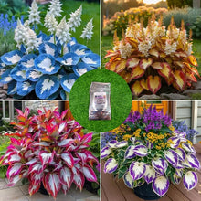 Load image into Gallery viewer, š„š¤Flame Black Red Rare Hosta Flower Seeds + 100 grams Organic Pot mix Free š