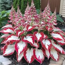 Load image into Gallery viewer, š„š¤Flame Black Red Rare Hosta Flower Seeds + 100 grams Organic Pot mix Free š