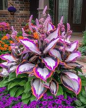 Load image into Gallery viewer, š„š¤Flame Black Red Rare Hosta Flower Seeds + 100 grams Organic Pot mix Free š