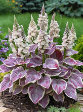 Load image into Gallery viewer, šæThe Resilient Beauty: Shade-Tolerant and Cold-Hardy Hosta Flowers Seeds