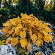 Load image into Gallery viewer, š„š¤Flame Black Red Rare Hosta Flower Seeds + 100 grams Organic Pot mix Free š