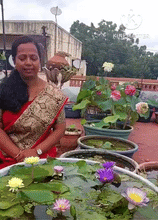 Load image into Gallery viewer, š„ Bonsai Lotus Flower Seeds BUY 1 GET 1 FREE (40+40 Seeds) š„+š„FREE GIFT INSIDE WITH EVERY PURCHASEš„