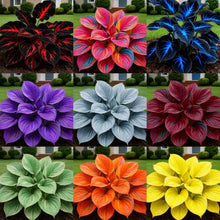Load image into Gallery viewer, 🔥🖤Flame Black Red Rare Hosta Flower Seeds + 100 grams Organic Pot mix Free 🎁
