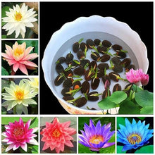 Load image into Gallery viewer, 🔥 Bonsai Lotus Flower Seeds BUY 1 GET 1 FREE (40+40 Seeds) 🔥+🔥FREE GIFT INSIDE WITH EVERY PURCHASE🔥
