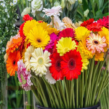 Load image into Gallery viewer, 🌸 Blossom Burst Multiflora Seeds – 50% OFF! 🌺

