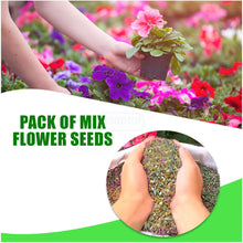 Load image into Gallery viewer, 🌸 Blossom Burst Multiflora Seeds – 50% OFF! 🌺
