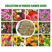 Load image into Gallery viewer, 🌸 Blossom Burst Multiflora Seeds – 50% OFF! 🌺
